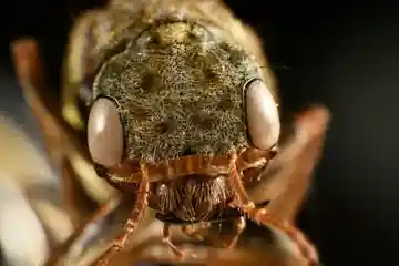 Extreme frontal macro of a fly face with pale compound eyes and dense golden-brown hairs.