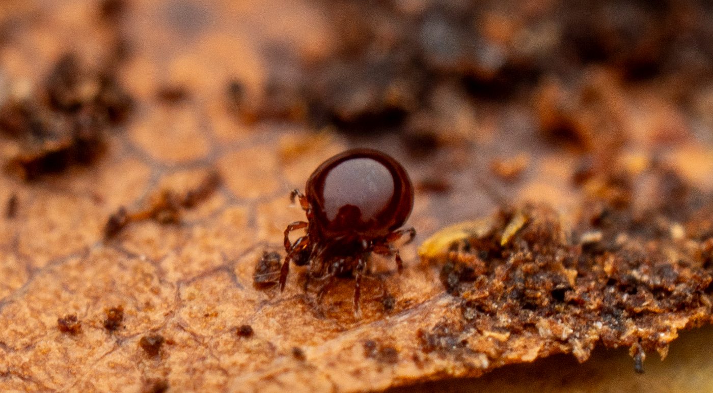 A tiny round dark red mite standing tall on its legs among specks of leaf litter on an orange-brown leaf.