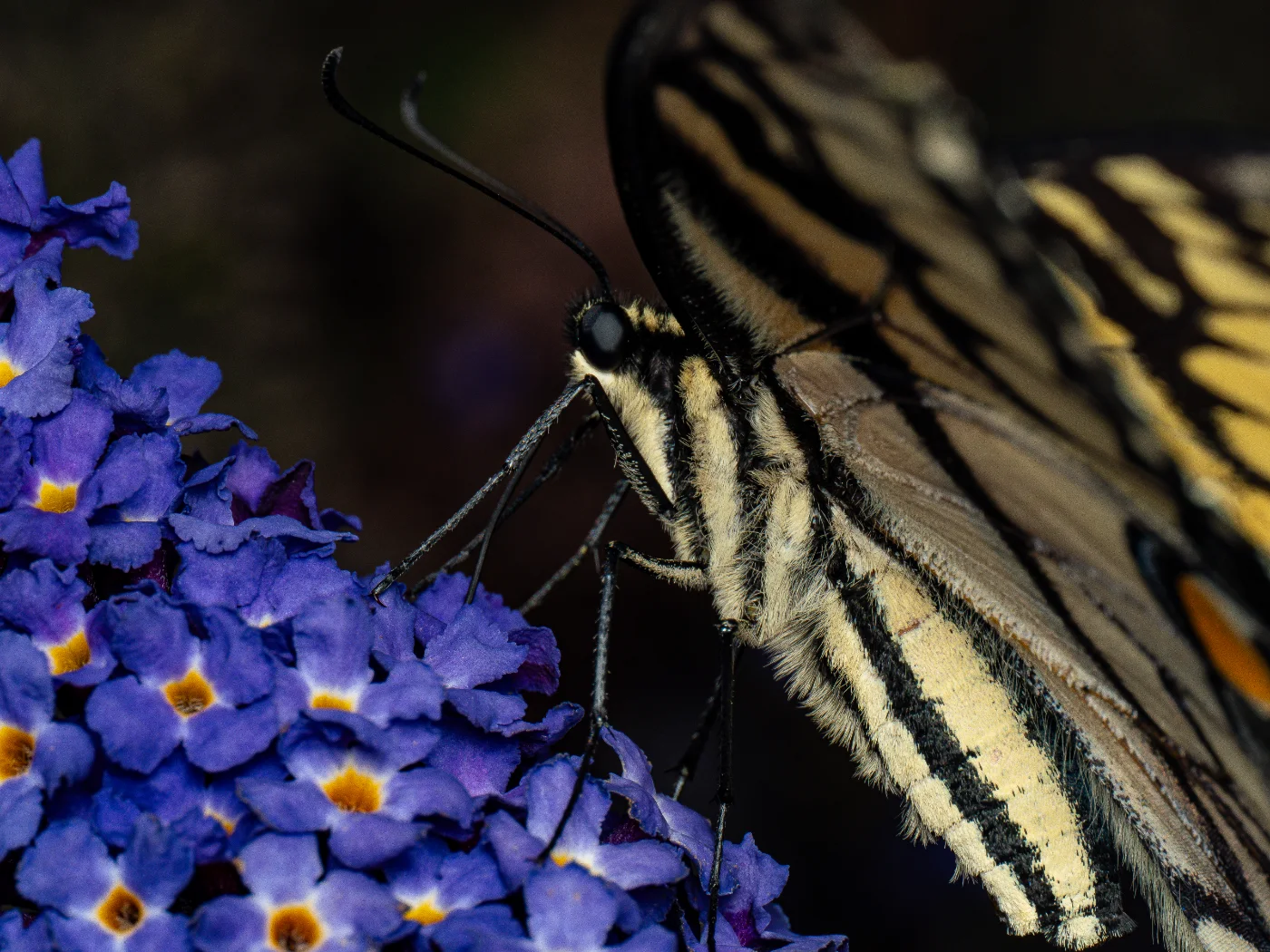 Yellow and black swallowtail butterfly drinking from purple buddleia flowers against a dark background.