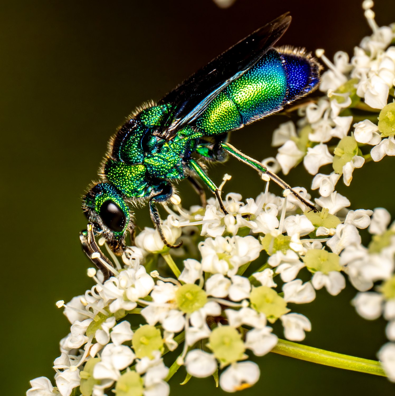 A metallic green and blue cuckoo wasp on a white umbel of flowers.