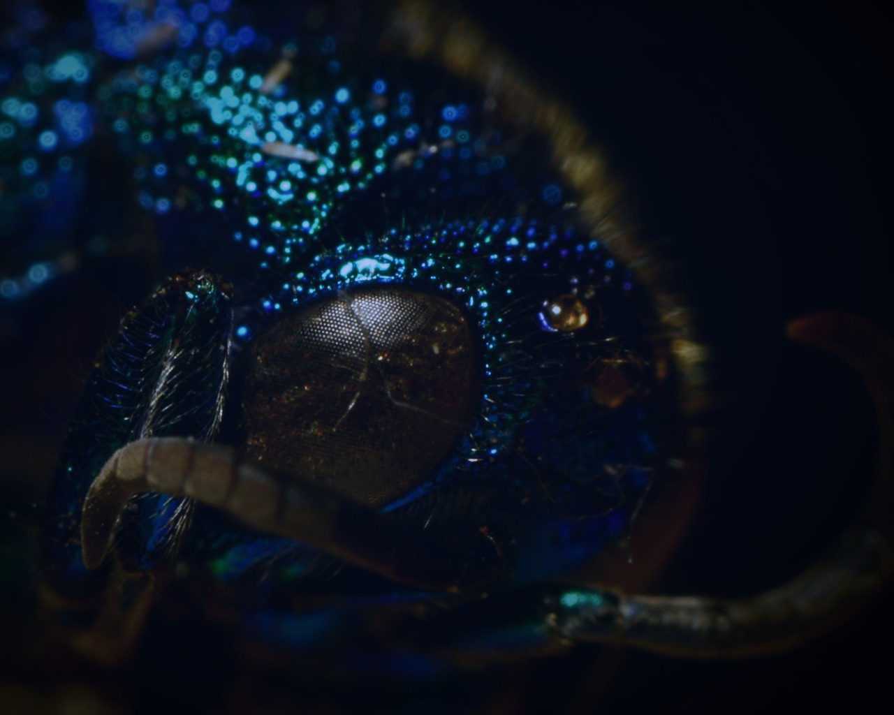 The compound eye of a cuckoo wasp, ringed by glittering teal and violet cuticle, fading into darkness.