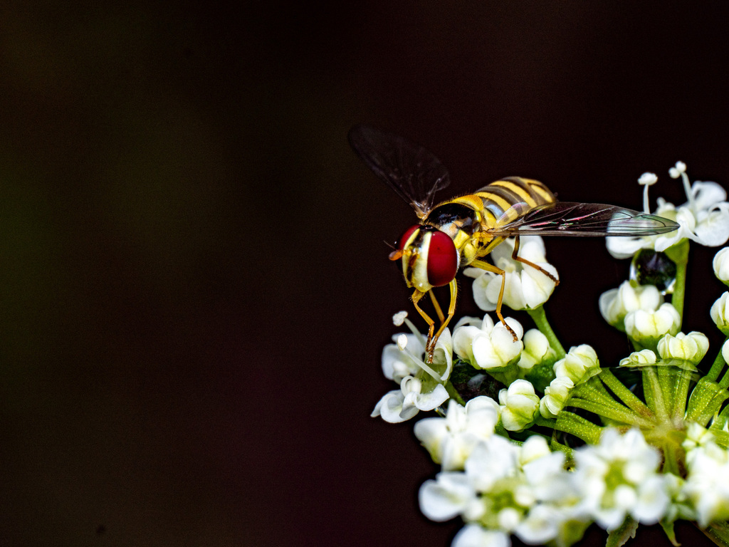 A marmalade hoverfly with bright red eyes feeding on white cow-parsley flowers against a dark background.