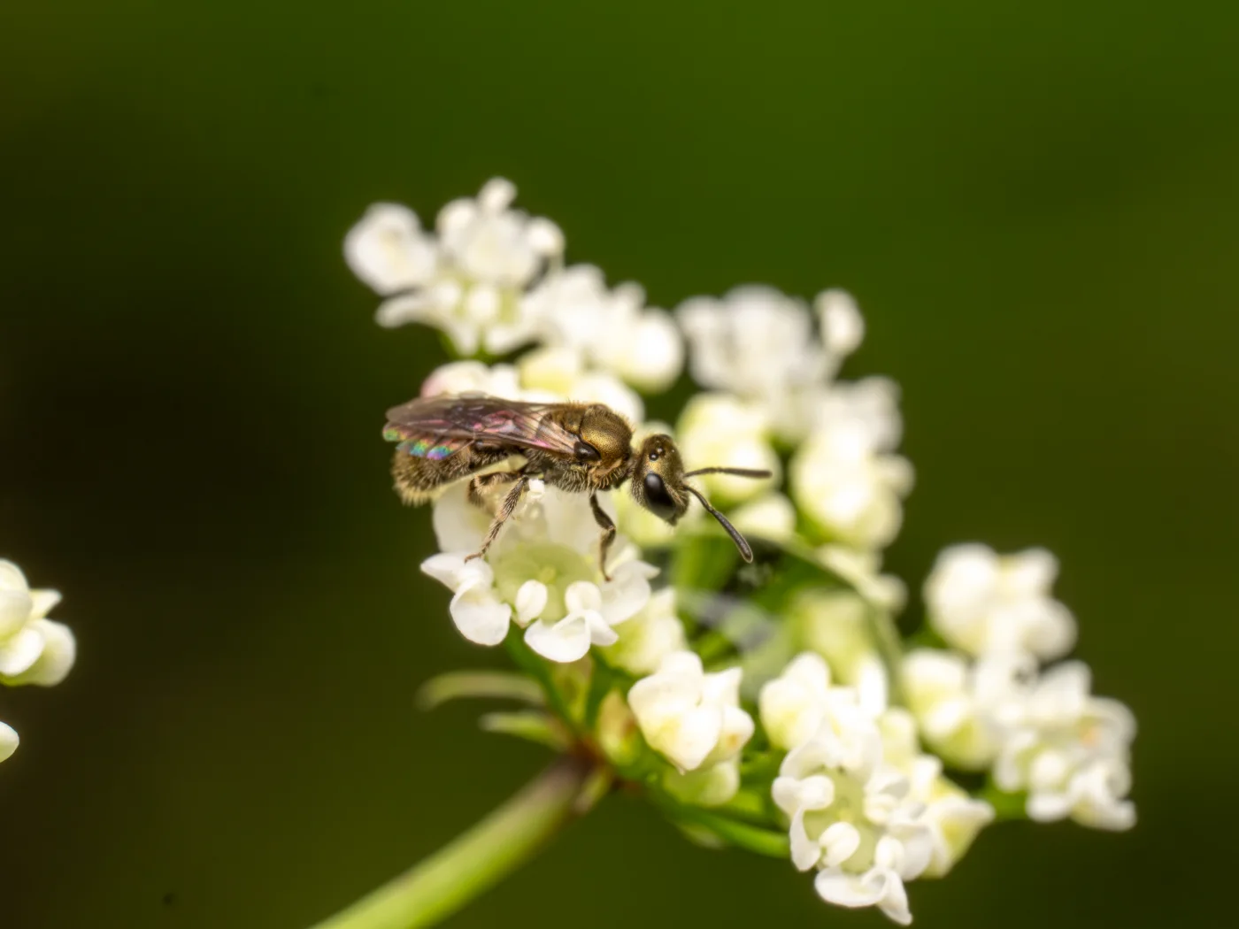 Small metallic green wasp standing on a cluster of white flowers against a soft green background.